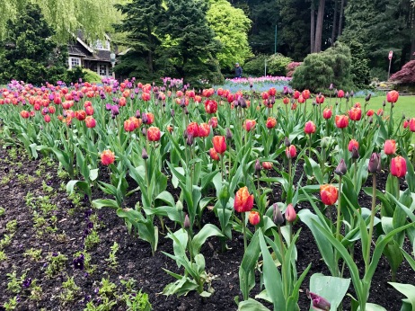 A tulip bed in Stanley Park.